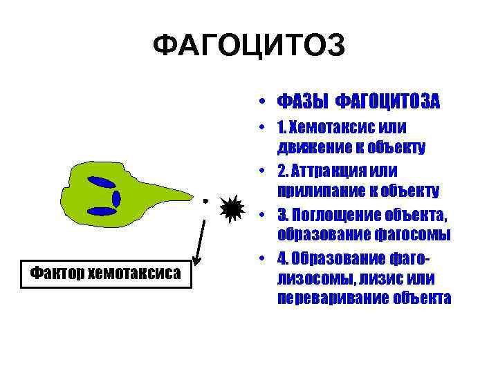 ФАГОЦИТОЗ • ФАЗЫ ФАГОЦИТОЗА Фактор хемотаксиса • 1. Хемотаксис или движение к объекту •