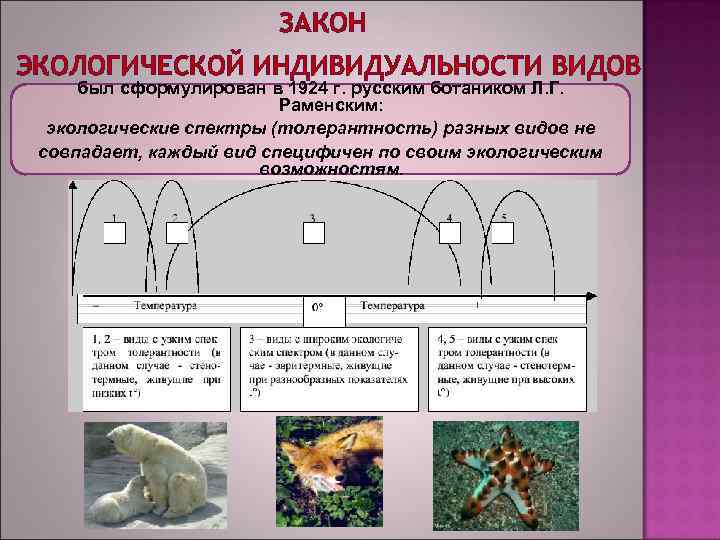  ЗАКОН ЭКОЛОГИЧЕСКОЙ ИНДИВИДУАЛЬНОСТИ ВИДОВ был сформулирован в 1924 г. русским ботаником Л. Г.