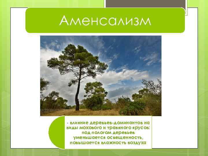 Аменсализм - влияние деревьев-доминантов на виды мохового и травяного ярусов: под пологом деревьев уменьшается