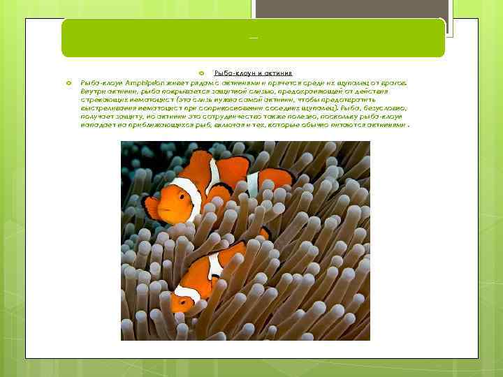 Примеры мутуализма Рыба-клоун и актиния Рыба-клоун Amphiprion живет рядам с актиниями и прячется среди