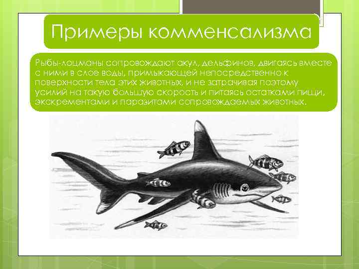 Примеры комменсализма Рыбы-лоцманы сопровождают акул, дельфинов, двигаясь вместе с ними в слое воды, примыкающей