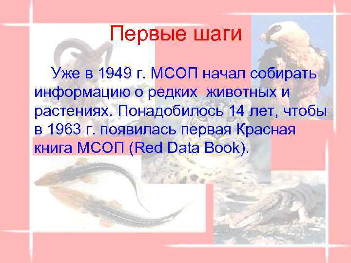 Первые шаги Уже в 1949 г. МСОП начал собирать информацию о редких животных и