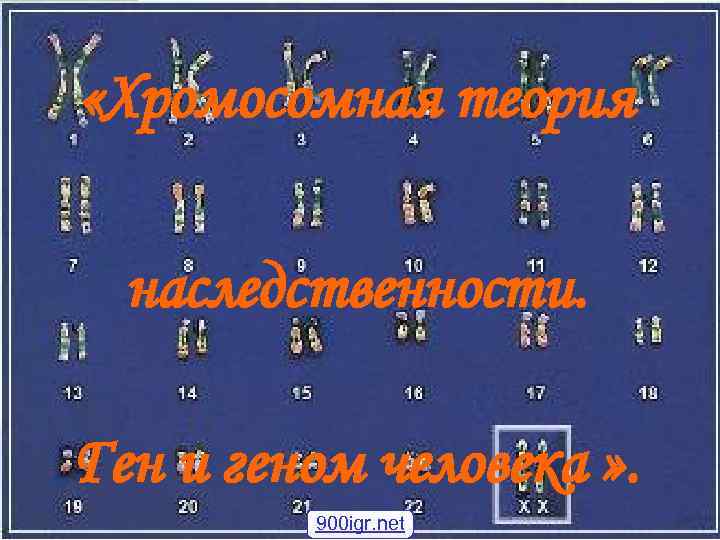  «Хромосомная теория наследственности. Ген и геном человека » . 900 igr. net 
