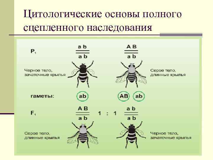 Цитологические основы полного сцепленного наследования 
