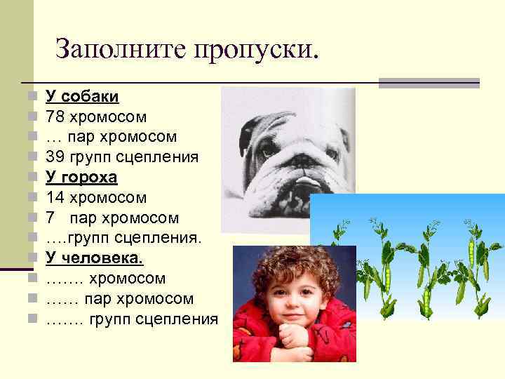 Заполните пропуски. n n n У собаки 78 хромосом … пар хромосом 39 групп