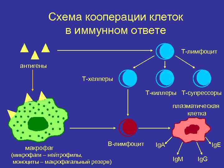 Способен быстро образовывать новые клетки. Лимфоциты гуморальный иммунитет. Т лимфоциты гуморальный или клеточный. Клеточный иммунитет т лимфоциты макрофаги. Факторы клеточного иммунитета лимфоциты антитела.