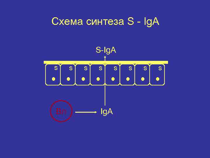 Схема синтеза S - Ig. A S-Ig. A s Вл s s s Ig.