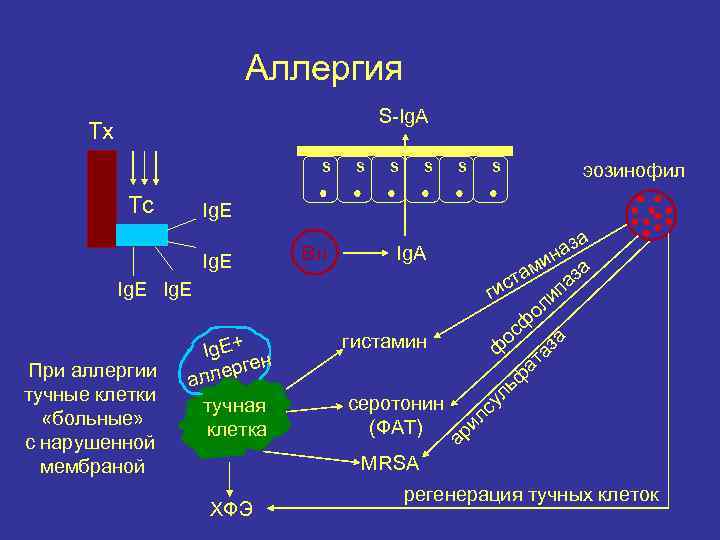 Аллергия S-Ig. A Тх s Тс s s эозинофил Ig. E Вл а аз