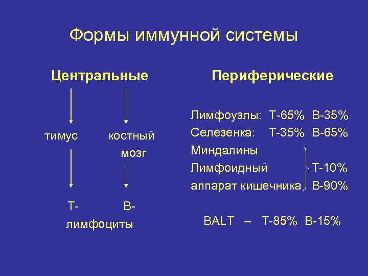 Формы иммунной системы Центральные тимус костный мозг ТВлимфоциты Периферические Лимфоузлы: Т-65% Селезенка: Т-35% Миндалины