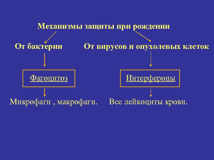 Механизмы защиты при рождении От бактерии От вирусов и опухолевых клеток Фагоцитоз Микрофаги ,