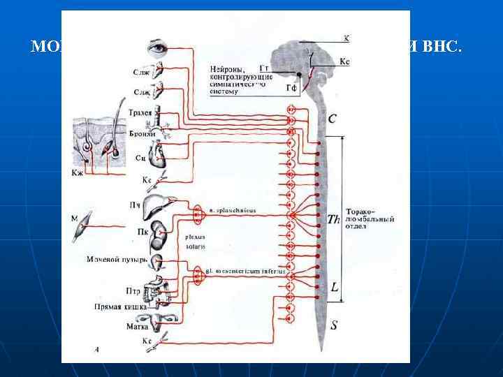 МОРФОФУНКЦИОНАЛЬНЫЕ ОСОБЕННОСТИ ВНС. 