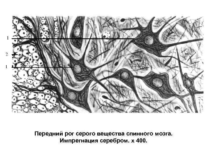 Передний рог серого вещества спинного мозга.   Импрегнация серебром. х 400. 