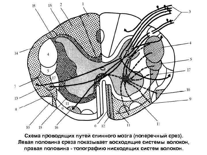 Пути в спинном мозге схема