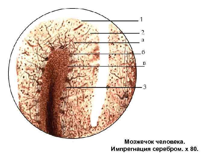 Схема строения макулы гистология