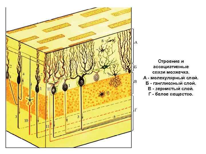 Кора мозжечка рисунок гистология