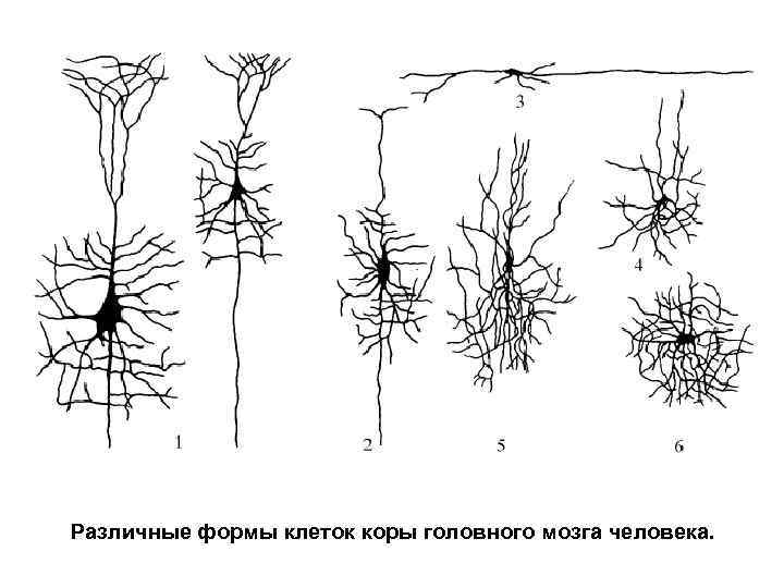 Различные формы клеток коры головного мозга человека. 
