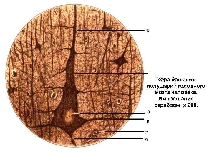 Кора больших полушарий гистология препарат рисунок