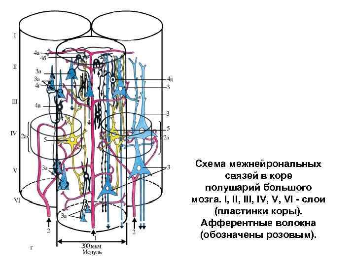 Схема межнейрональных связей в коре мозжечка функциональные взаимосвязи