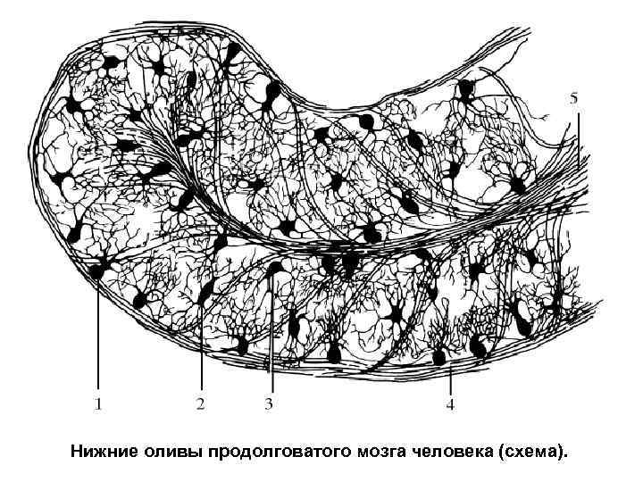 Нижние оливы продолговатого мозга человека (схема). 