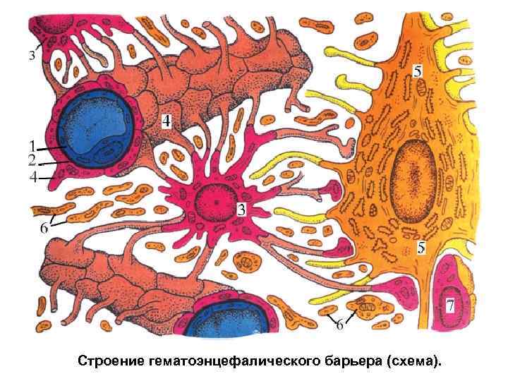 Схема гематоэнцефалического барьера