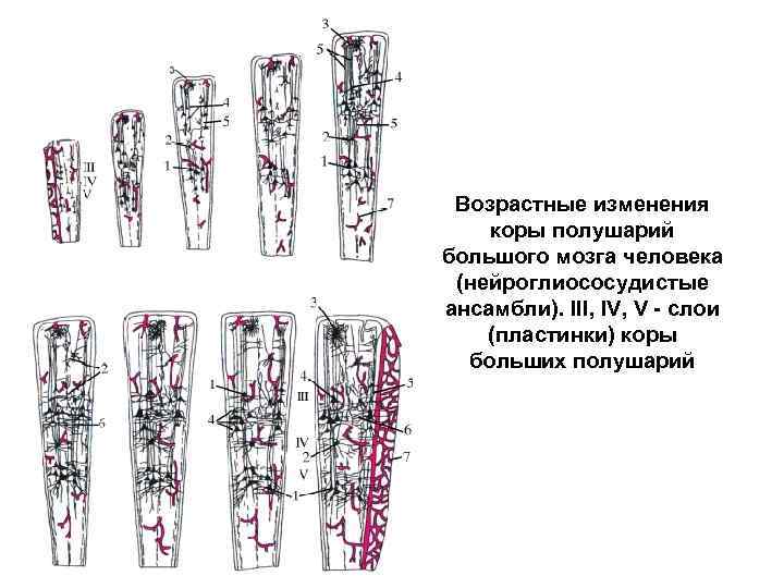  Возрастные изменения коры полушарий большого мозга человека (нейроглиососудистые ансамбли). III, IV, V -