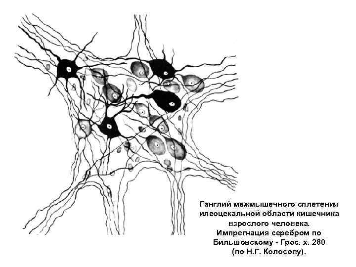 Ганглий межмышечного сплетения илеоцекальной области кишечника  взрослого человека. Импрегнация серебром по  Бильшовскому