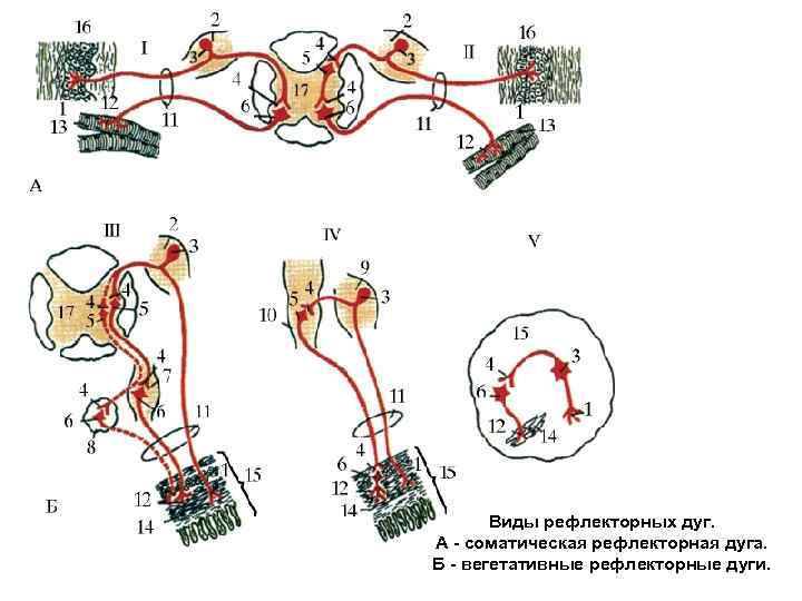 Схема двухнейронной рефлекторной дуги