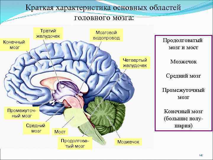 Краткая характеристика основных областей головного мозга: Третий желудочек Мозговой водопровод Конечный мозг Продолговатый мозг