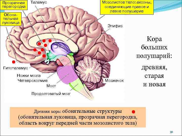 Прозрачная перегородка Таламус Обонятельная луковица Мозолистое тело: аксоны, соединяющие правое и левое полушарие Эпифиз