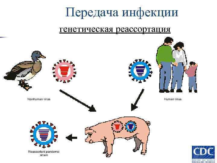 Пути передачи инфекции картинки