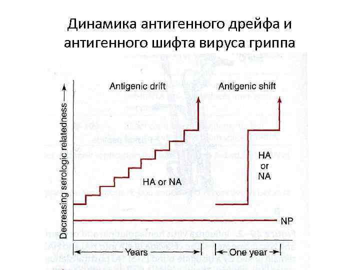 Динамика антигенного дрейфа и антигенного шифта вируса гриппа 