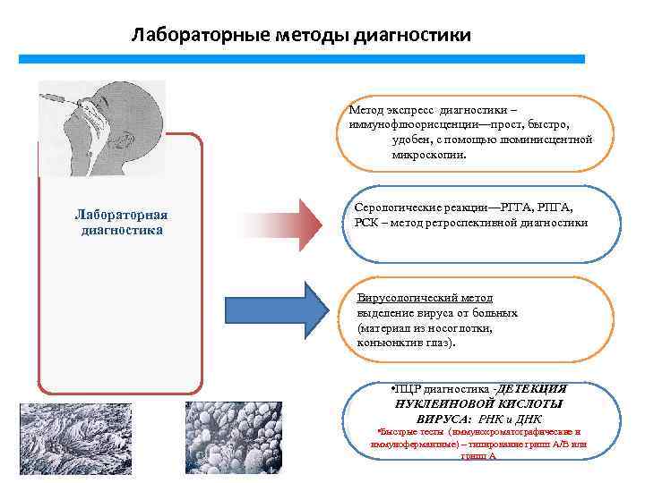 Лабораторные методы диагностики Метод экспресс диагностики – иммунофлюорисценции—прост, быстро, удобен, с помощью люминисцентной микроскопии.