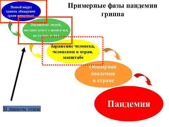 Новый вирус гриппа обнаружен среди животных Примерные фазы пандемии гриппа Заражение людей, им-ших кон-т