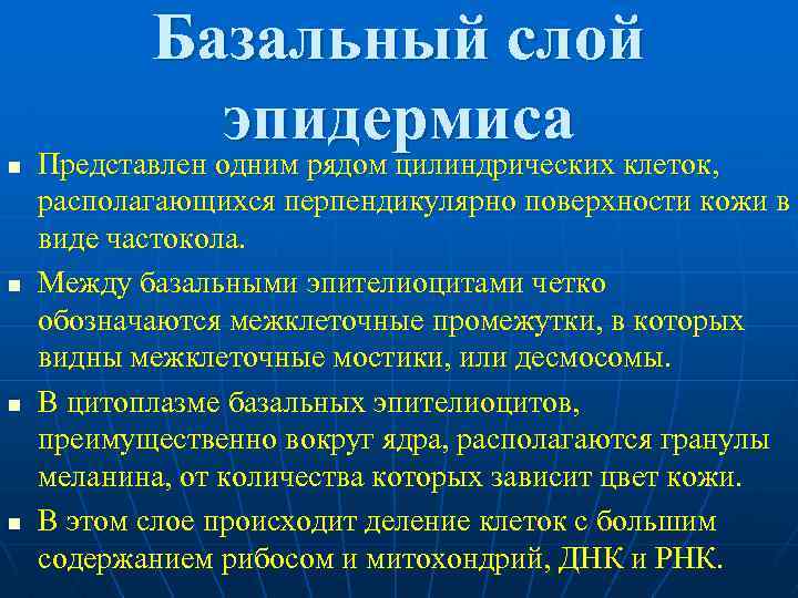  Базальный слой эпидермиса n Представлен одним рядом цилиндрических клеток, располагающихся перпендикулярно поверхности кожи