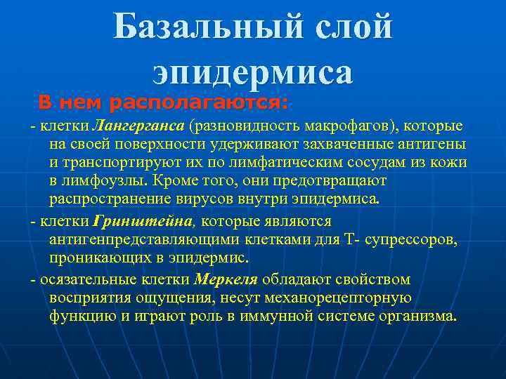  Базальный слой эпидермиса В нем располагаются: клетки Лангерганса (разновидность макрофагов), которые на своей