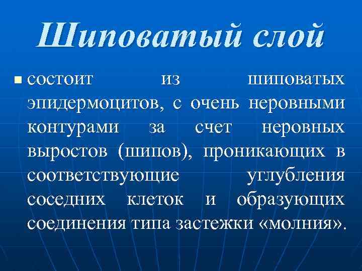  Шиповатый слой n состоит из шиповатых эпидермоцитов, с очень неровными контурами за счет