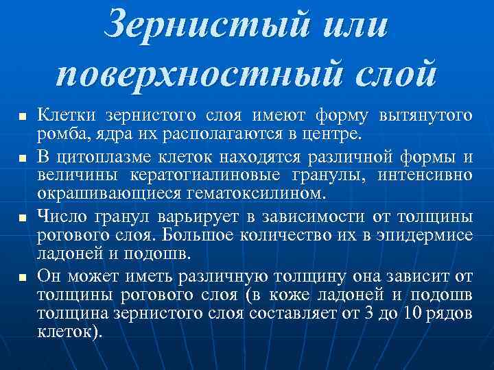  Зернистый или поверхностный слой n Клетки зернистого слоя имеют форму вытянутого ромба, ядра