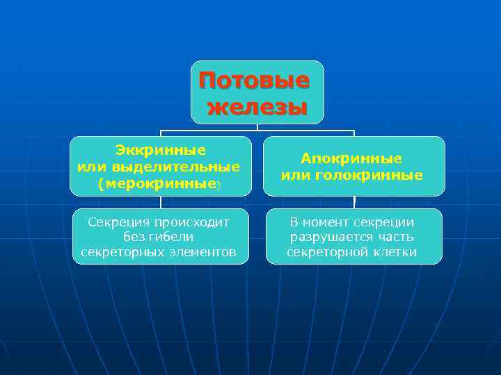  Потовые железы Эккринные Апокринные или выделительные или голокринные (мерокринные) Секреция происходит В момент