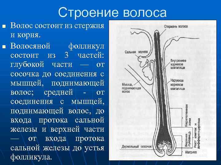  Строение волоса n Волос состоит из стержня и корня. n Волосяной фолликул состоит