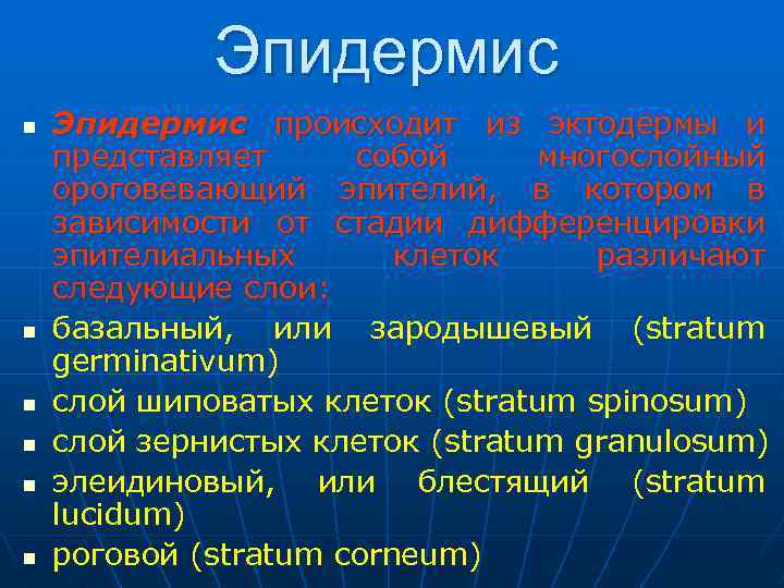  Эпидермис n Эпидермис происходит из эктодермы и представляет собой многослойный ороговевающий эпителий, в