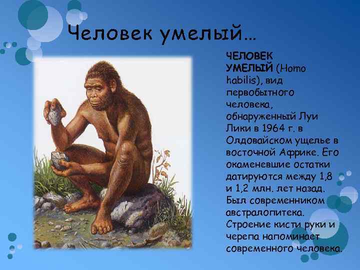 Человек умелый… ЧЕЛОВЕК УМЕЛЫЙ (Homo habilis), вид первобытного человека, обнаруженный Луи Лики в 1964