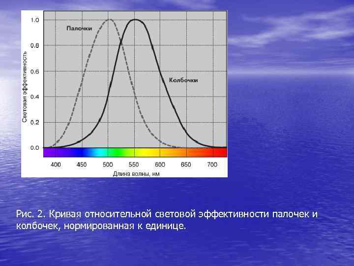 Рис. 2. Кривая относительной световой эффективности палочек и колбочек, нормированная к единице. 