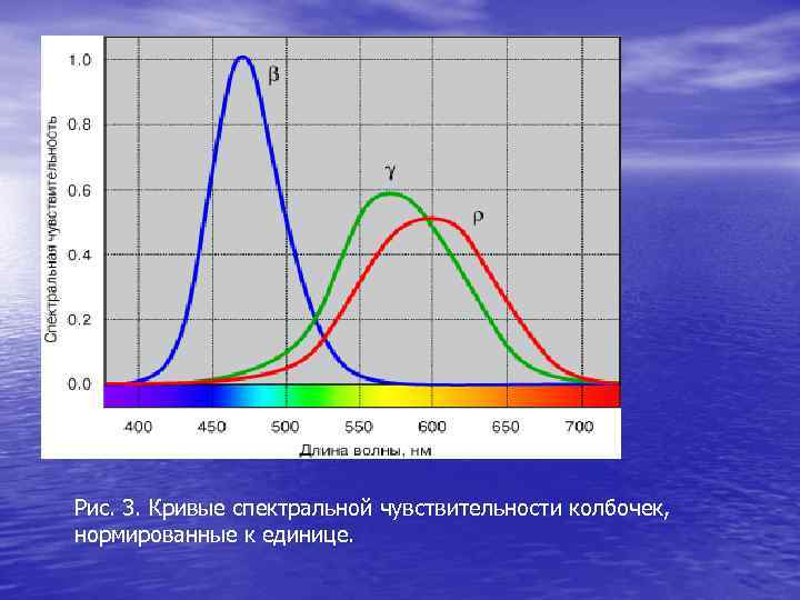 Рис. 3. Кривые спектральной чувствительности колбочек, нормированные к единице. 