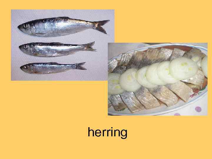 herring 