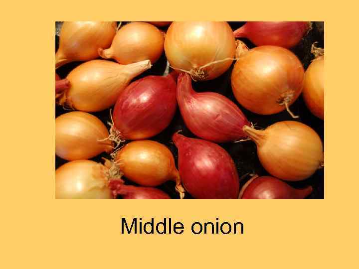 Middle onion 