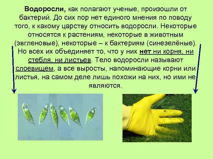 Водоросли, как полагают ученые, произошли от бактерий. До сих пор нет единого мнения по