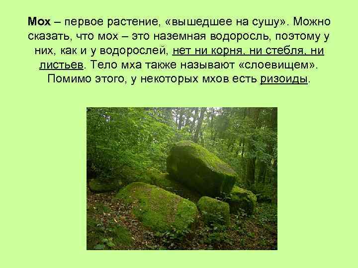 Мох – первое растение, «вышедшее на сушу» . Можно сказать, что мох – это