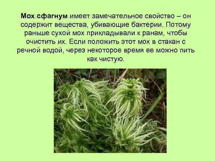 Мох сфагнум имеет замечательное свойство – он содержит вещества, убивающие бактерии. Потому раньше сухой