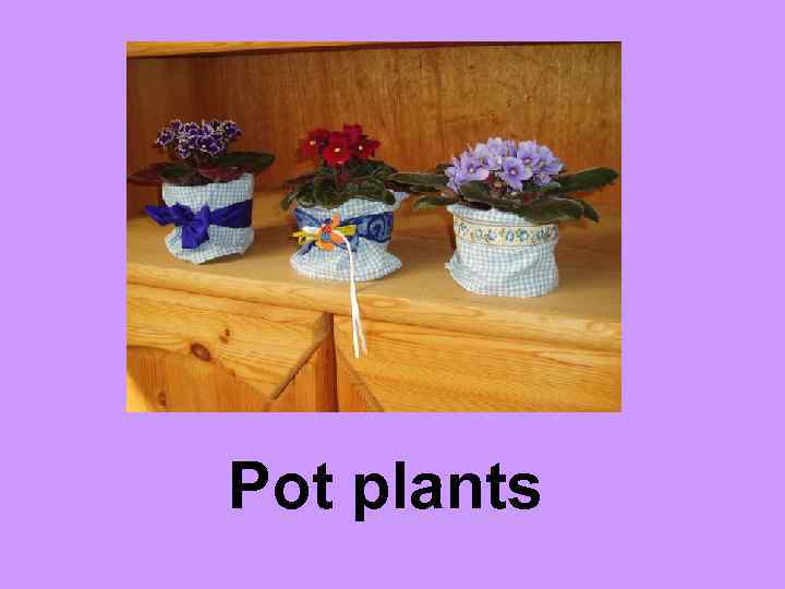Pot plants 