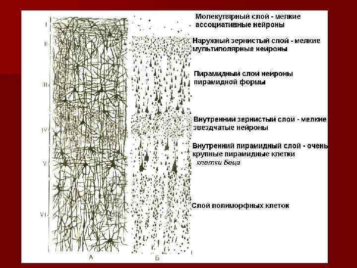 Кора больших полушарий гистология рисунок